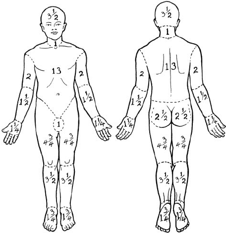 Regional percent body surface area BSA in the adult Adapted from Lund and Browder 35 3